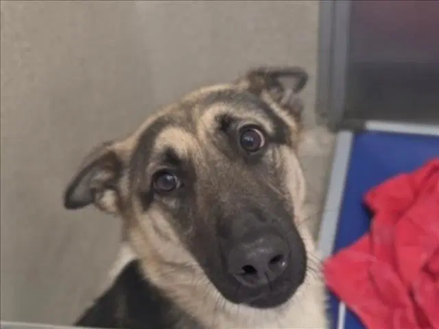 Winifred - German Shepherd Dog