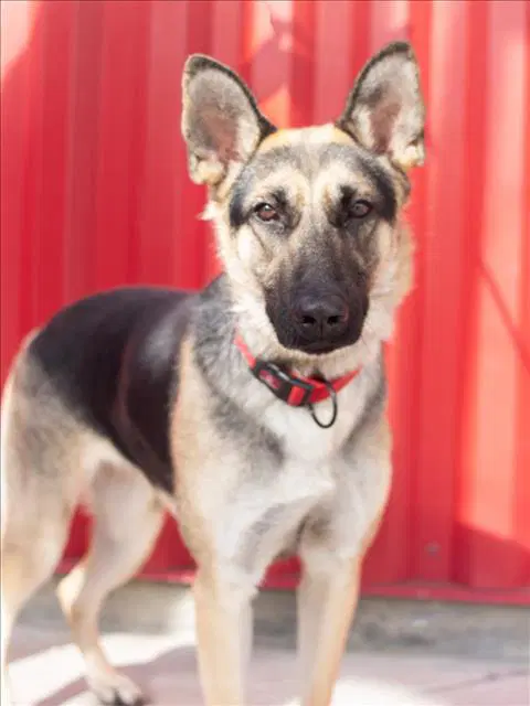 Winifred - German Shepherd Dog