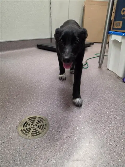 Helen - Labrador Retriever