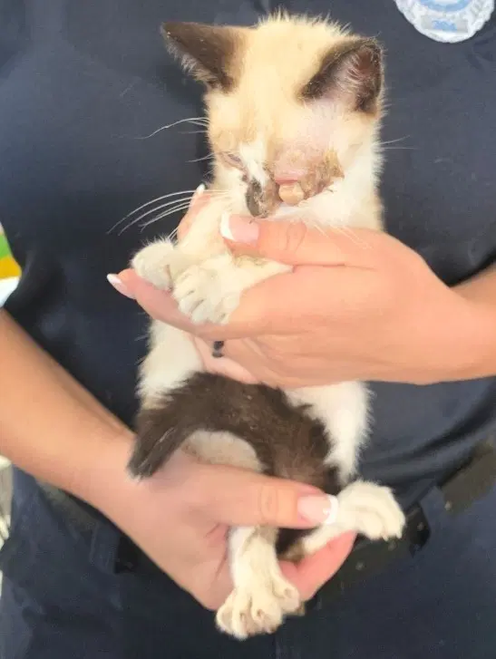 Marvin - Siamese