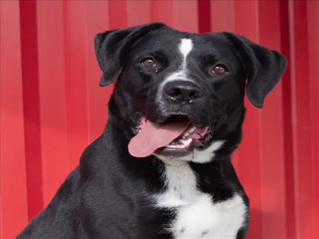 Vern - Pit Bull Terrier