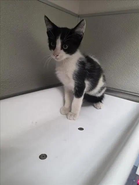 Stewie - Domestic Short Hair