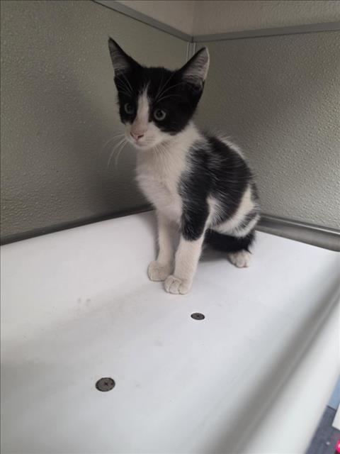 picture of the cat needing adoption