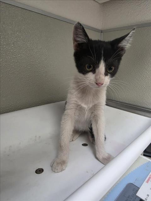 COCO, a cat for adoption from City of Tracy Animal Services