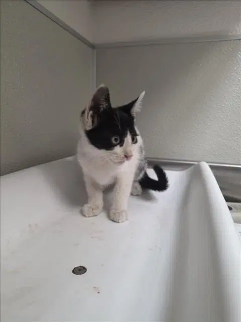 Alais - Domestic Short Hair