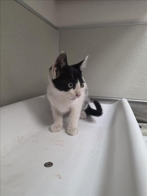 picture of the cat needing adoption