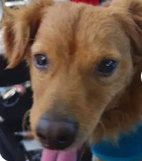 Unknown - Chihuahua