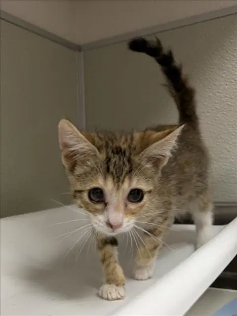Cricket - Domestic Short Hair