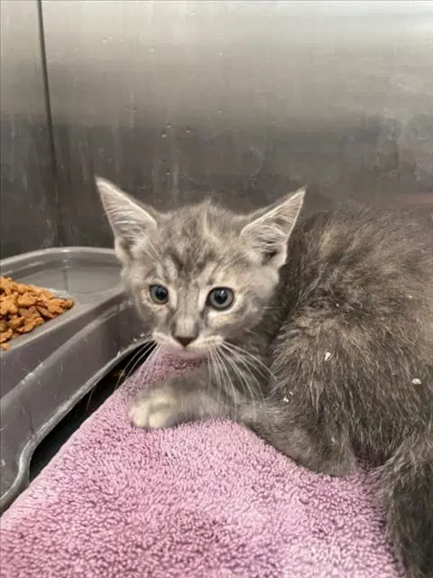Rain - Domestic Short Hair