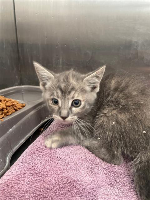 picture of the cat needing adoption