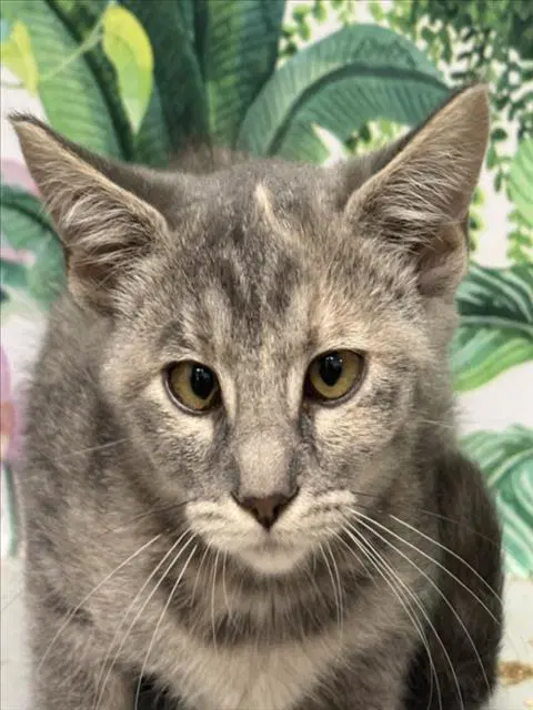 Rain - Domestic Short Hair