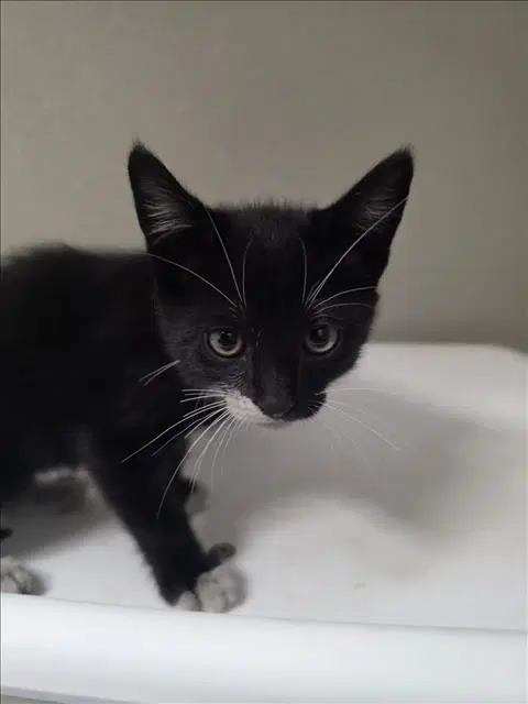 Flower - Domestic Short Hair