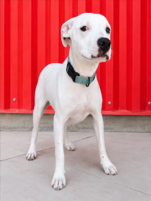 Opal - Dogo Argentino