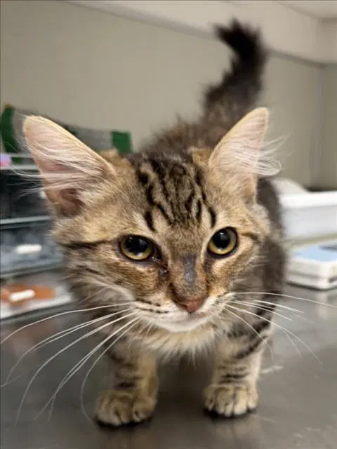 Walter - Domestic Medium Hair