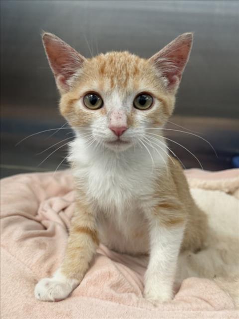 Florence