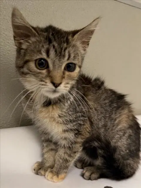 Beatrice - Domestic Short Hair