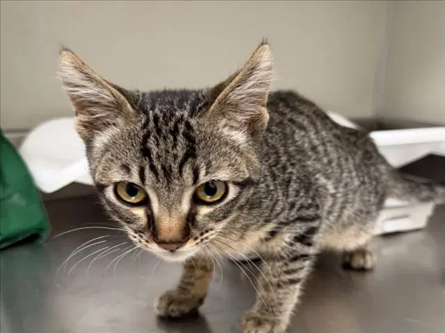 Harold - Domestic Short Hair