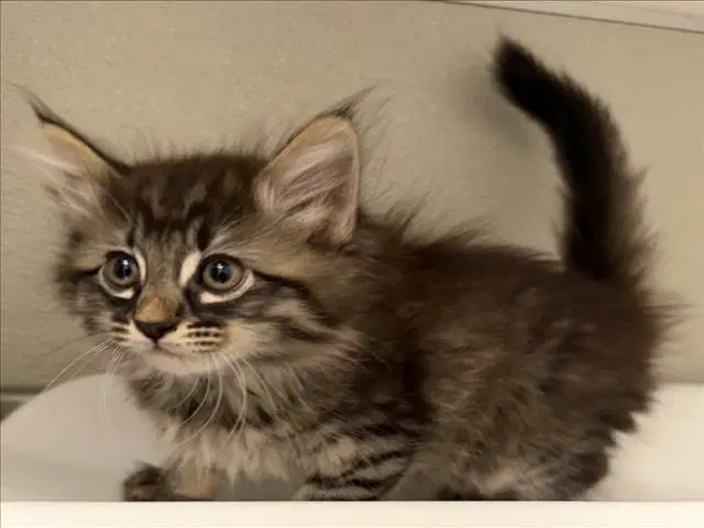 Vivian - Domestic Medium Hair