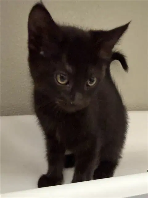 Agnes - Domestic Short Hair