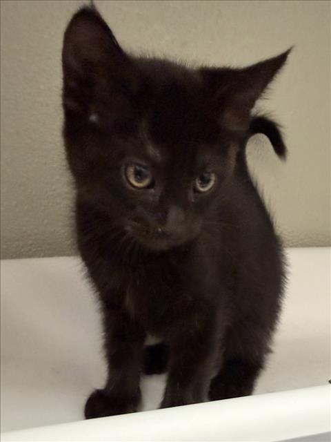 AGNES, a cat for adoption from City of Tracy Animal Services