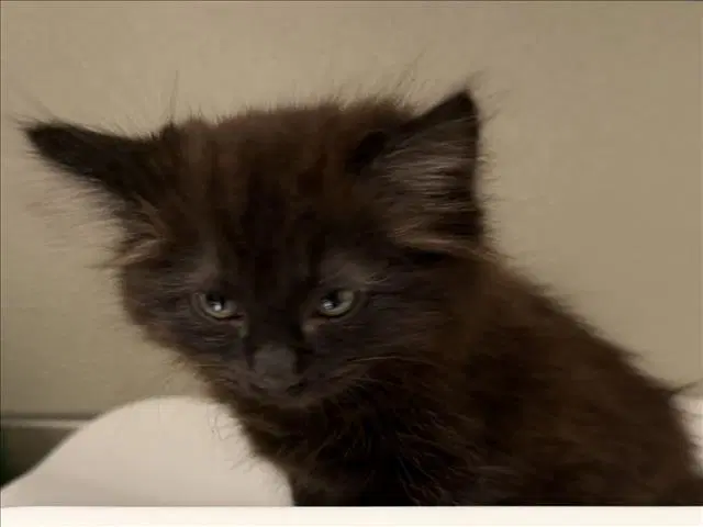 Bob - Domestic Medium Hair