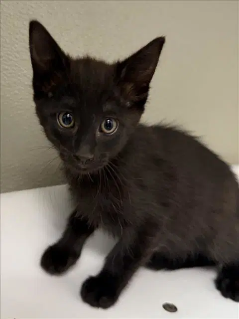Agatha - Domestic Short Hair