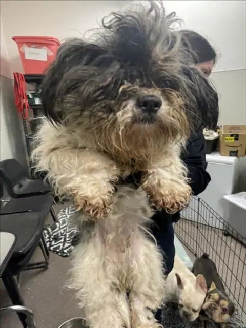 Mi Amore - Shih Tzu
