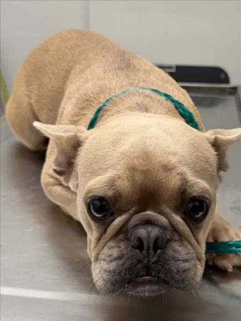 Kashy - French Bulldog