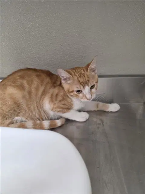 Winston - Domestic Short Hair