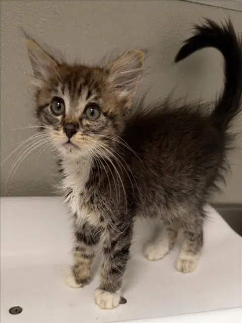 Bagel - Domestic Medium Hair
