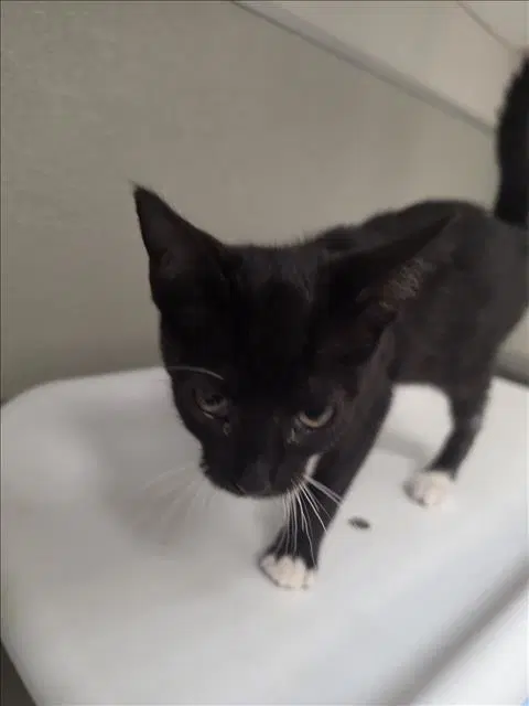 Sour - Domestic Short Hair