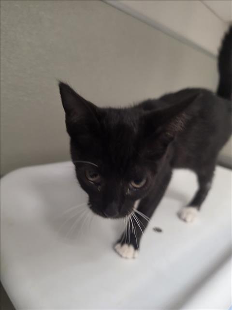 picture of the cat needing adoption