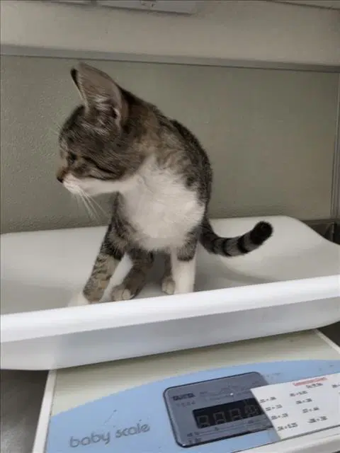 Dough - Domestic Short Hair
