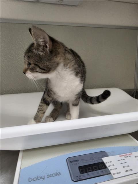 picture of the cat needing adoption