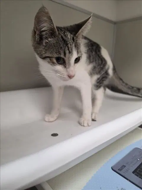 Ciabatta - Domestic Short Hair