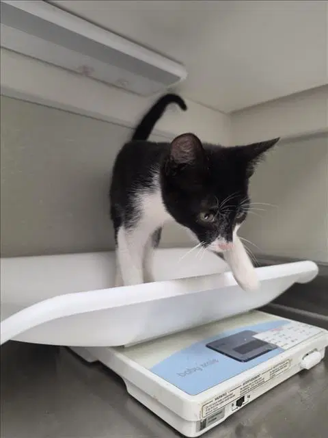 Brioche - Domestic Short Hair