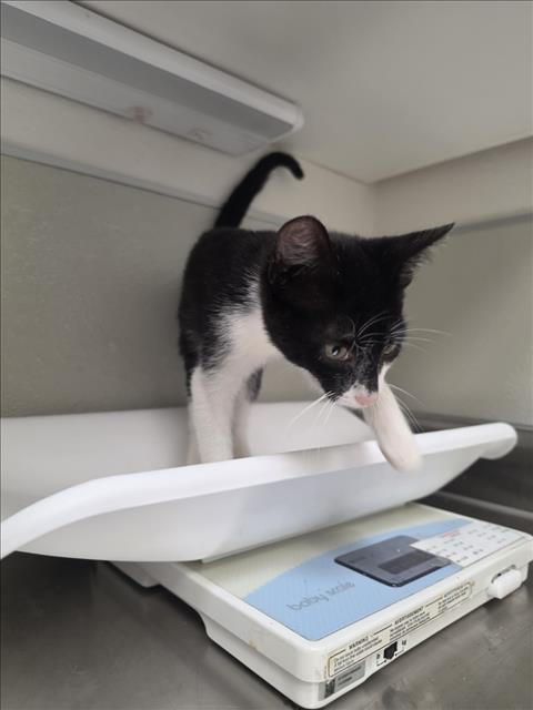 BRIOCHE, a cat for adoption from City of Tracy Animal Services