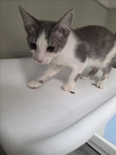 Challah - Domestic Short Hair