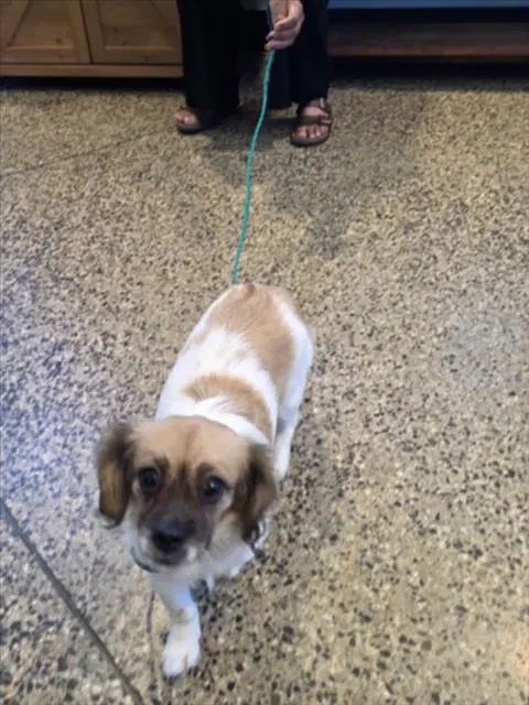 Unknown - Cocker Spaniel