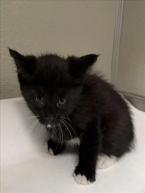 Augustus - Domestic Short Hair