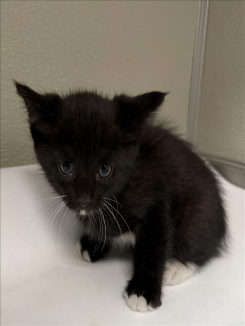 AUGUSTUS, a cat for adoption from City of Tracy Animal Services