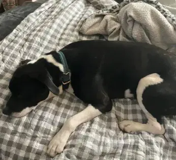 Unknown - Pit Bull Terrier