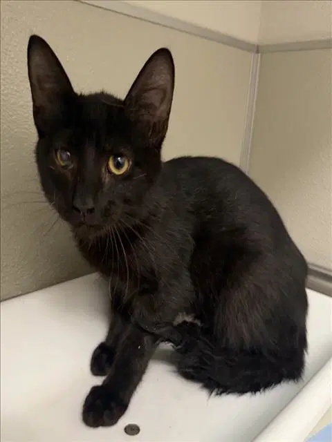 Naan - Domestic Short Hair