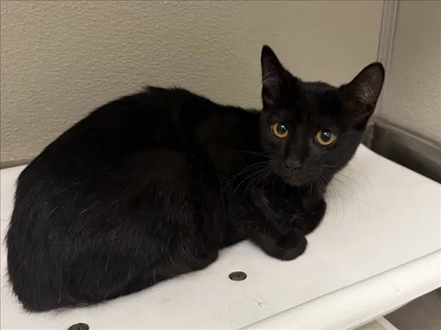 Corn Bread - Domestic Short Hair