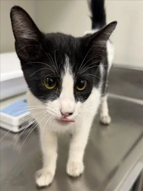 Pita - Domestic Short Hair