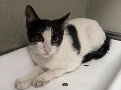BANANA BREAD, a cat for adoption from City of Tracy Animal Services