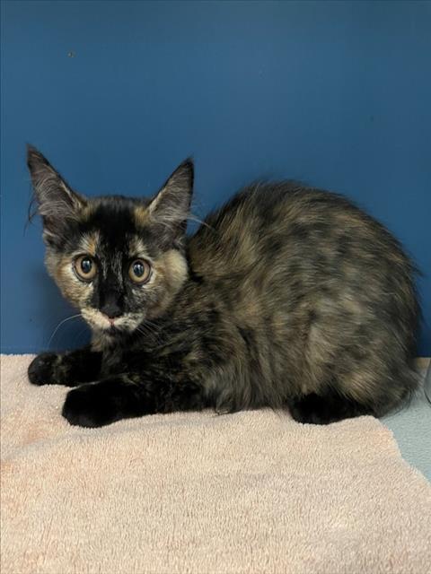 MUFFIN, a cat for adoption from City of Tracy Animal Services