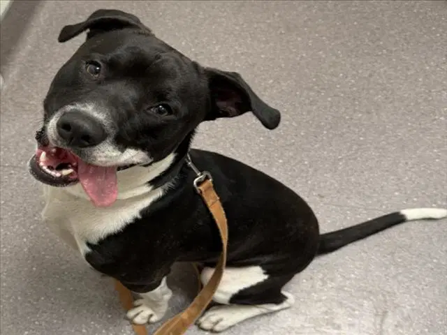 Loaf - Pit Bull Terrier