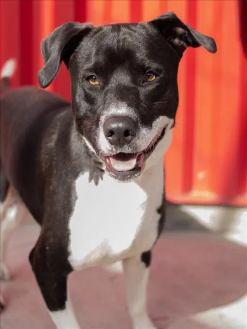 Loaf - Pit Bull Terrier