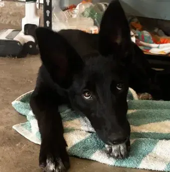 Pumpernickel - German Shepherd Dog